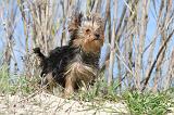 YORKSHIRE TERRIER 160